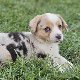 Female 1 - Red merle and white female American Corgi puppy in Portland, North Dakota from Sliding stop corgis