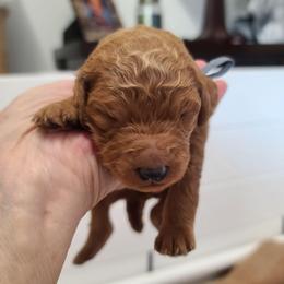 Gray collar - Red  male Poodle puppy in Colorado Springs, Colorado from Silly's Standard Poodles