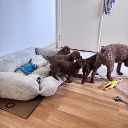 Poodle All Grown Up from Teddy toy poodle house