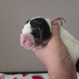 Yuri - Black white and brown female Basset Hound puppy in Denison, Texas from Emma Lou's Baby Bassets