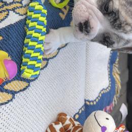 Boy 4 - Bulldog puppy in Cunningham, Tennessee from Lyrics Bulldogs Kennel