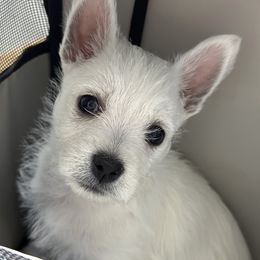 West Highland White Terrier Puppies from De Leon Westies