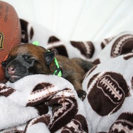 Belgian Malinois Puppies from Pyrex Kennels
