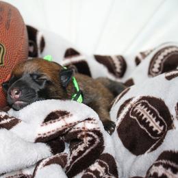 Belgian Malinois Puppies from Pyrex Kennels
