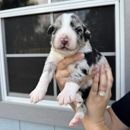 Draco - Blue merle male Australian Shepherd puppy in San Tan Valley, Arizona from SJR AUSSIES