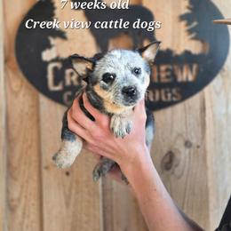 Girl 3 - Blue female Australian Cattle Dog puppy in Monroe, North Carolina from Creek View Cattle Dogs