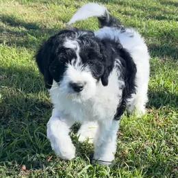 Everest - Tri-color male Bernedoodle puppy in Waco, Texas from Hope Valley Doodles