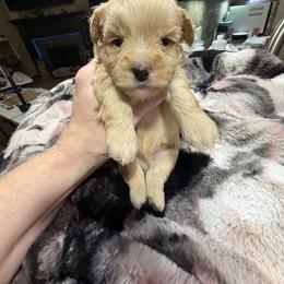 Miniature Schnauzer Puppies from Kalee-Rose Miniature Schnauzers