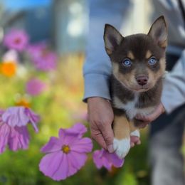Miss Evelyne - Tri-color female Pomsky puppy in Las Vegas, California from Lovely Pomsky