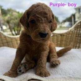 Boy 2 - Chocolate male Goldendoodle puppy in Clermont, Florida from Da Ruba Doodles