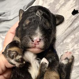Black collar boy - Tri-color male Bernedoodle puppy in Lake, Michigan from 3 King Doodles & Poodles