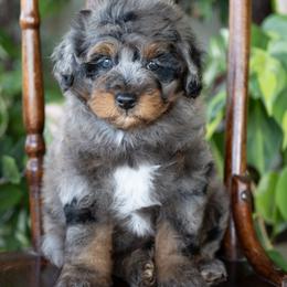 Buzz Lightyear - Merle male Schnoodle puppy in Grove, Oklahoma from Grand Lake Poodles & Doodles
