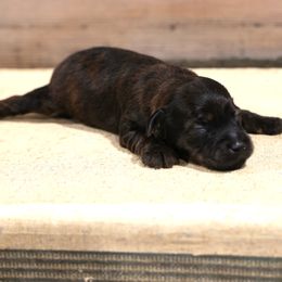 Justice - Red female Whoodle puppy in West Bend, Iowa from Blue Skies Terriers