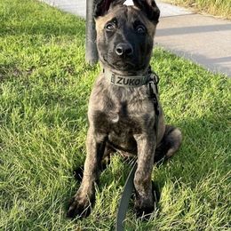 Belgian Malinois and Dutch Shepherd Puppies from Westberg Working Dogs
