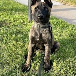 Belgian Malinois and Dutch Shepherd Puppies from Westberg Working Dogs