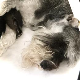 Miniature Schnauzer Puppies from MoonShadows Miniature Schnauzers