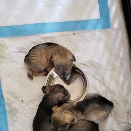 Miniature Schnauzer All Grown Up from Sonia's Pack Schnauzers for ever.