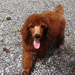 Poodle Puppies from Celebrity Red Standards