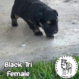 Zena - Black tri female Miniature Australian Shepherd puppy in Jaroso, Colorado from Heaven Sent Aussies