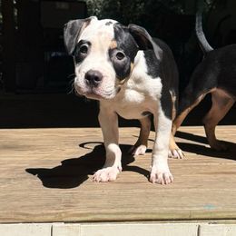 Panda - Black tri-color male American Bully puppy in Tallahassee, Florida from Alpha Street Bully Kennels