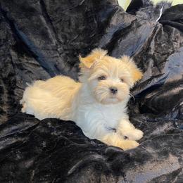 Marigold - Gold female Morkie puppy in Bennettsville, South Carolina from Cottonwood Maltese