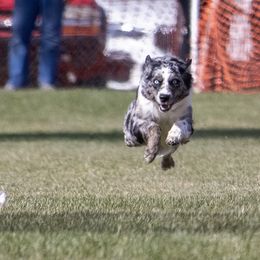 Australian Shepherds from Limitless Australian Shepherds