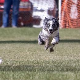 Australian Shepherds from Limitless Australian Shepherds