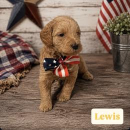 Lewis aka Yellow Collar - Apricot male Goldendoodle puppy in Portland, Tennessee from Happy_Tails_by_TJ