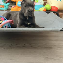 Cane Corso Puppies from Brandy’s Corso’s