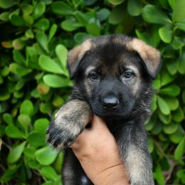 German Shepherd Puppies from Key Star German Shepherds