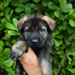 German Shepherd Puppies from Key Star German Shepherds