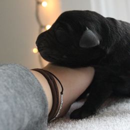 Golden Retriever and Labrador Retriever Puppies from Trenlock Kennels