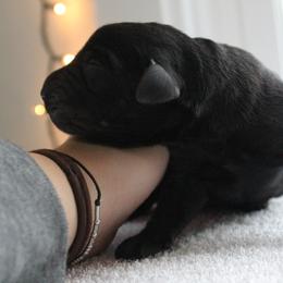 Golden Retriever and Labrador Retriever Puppies from Trenlock Kennels