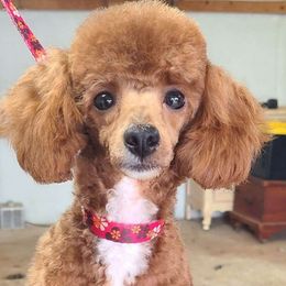 Goose - Poodle