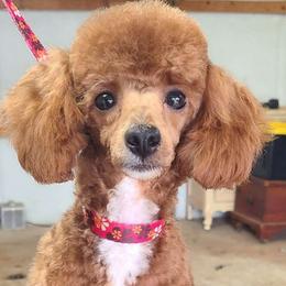 Goose - Poodle