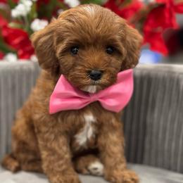 Music - Red female Cavapoo puppy in Apple Valley, California from Fletcher Fuzzy Friends