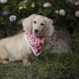 Harmony - Dachshund