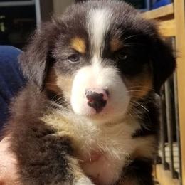 Australian Shepherds from Merribrook Australian shepherd