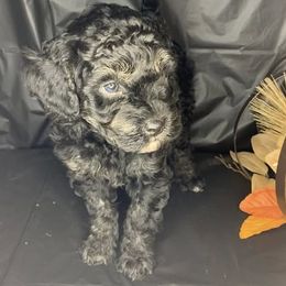 Champ - Phantom male Goldendoodle puppy in Haddam, Kansas from Golden B Acres
