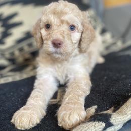 Stevie (Dark Pink Collar) - Caramel cream female Labradoodle puppy in Toledo, Washington from Bigfoot Doodles