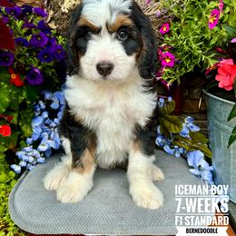 Bernedoodle Puppies from Premier Doodles