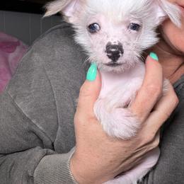 Hairless girl blue eyes - Blue female Chinese Crested puppy in Capac, Michigan from Puddles Palace Puppies