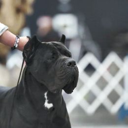 Cane Corso from FIDECORE