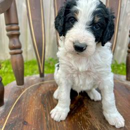 Mustang - Black and white male Bernedoodle puppy in Urbandale, Iowa from Bernedoodlesbest