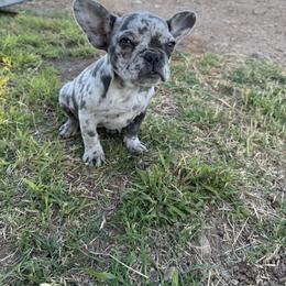 Glorilla - Tricolors female French Bulldog puppy in Payson, Arizona from Desert skyes weims