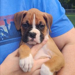 Show Prospect Ben - Fawn male Boxer puppy in Toledo, Ohio from Julie Wilmore Olympic Boxers