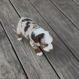 Miniature Australian Shepherd Puppies from Mid-Plains Mini Aussies
