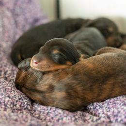 Dachshund and Golden Retriever Puppies from Golden Badger Kennels