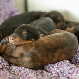 Dachshund and Golden Retriever Puppies from Golden Badger Kennels