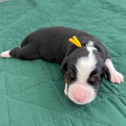 Padfoot - Tri-color male Bernedoodle puppy in Apache Junction, Arizona from Coffey House Doodles